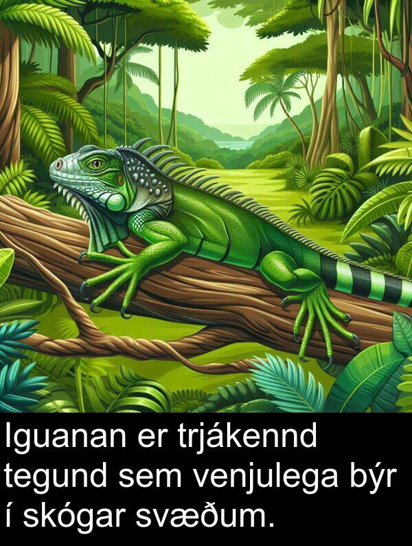 tegund: Iguanan er trjákennd tegund sem venjulega býr í skógar svæðum.