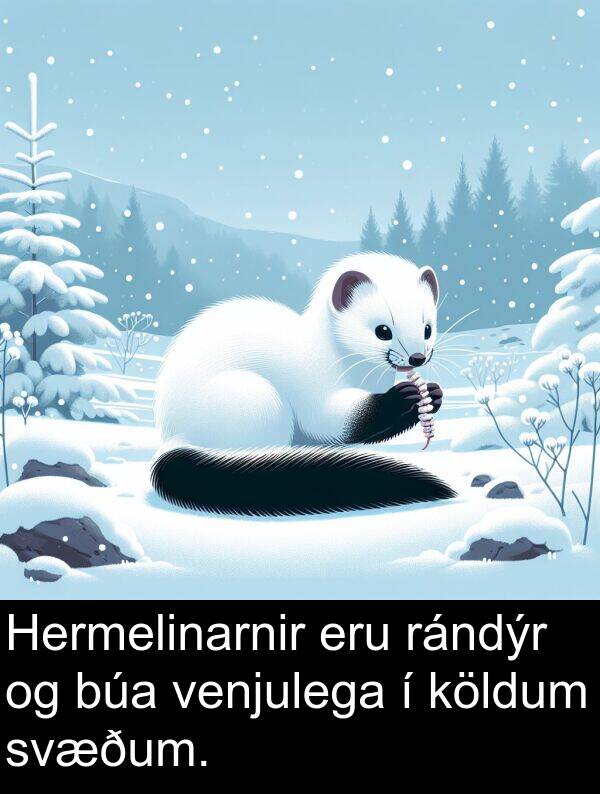 venjulega: Hermelinarnir eru rándýr og búa venjulega í köldum svæðum.