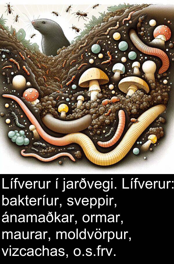 ormar: Lífverur í jarðvegi. Lífverur: bakteríur, sveppir, ánamaðkar, ormar, maurar, moldvörpur, vizcachas, o.s.frv.