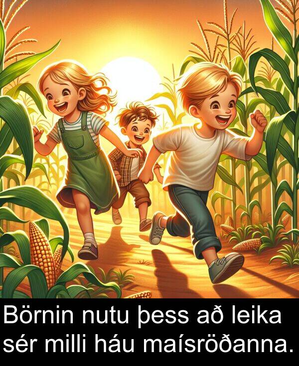 þess: Börnin nutu þess að leika sér milli háu maísröðanna.