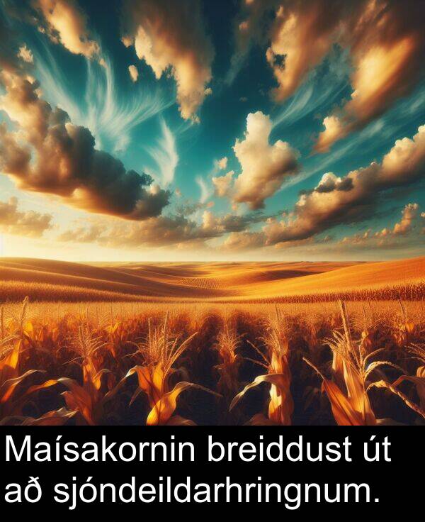 breiddust: Maísakornin breiddust út að sjóndeildarhringnum.