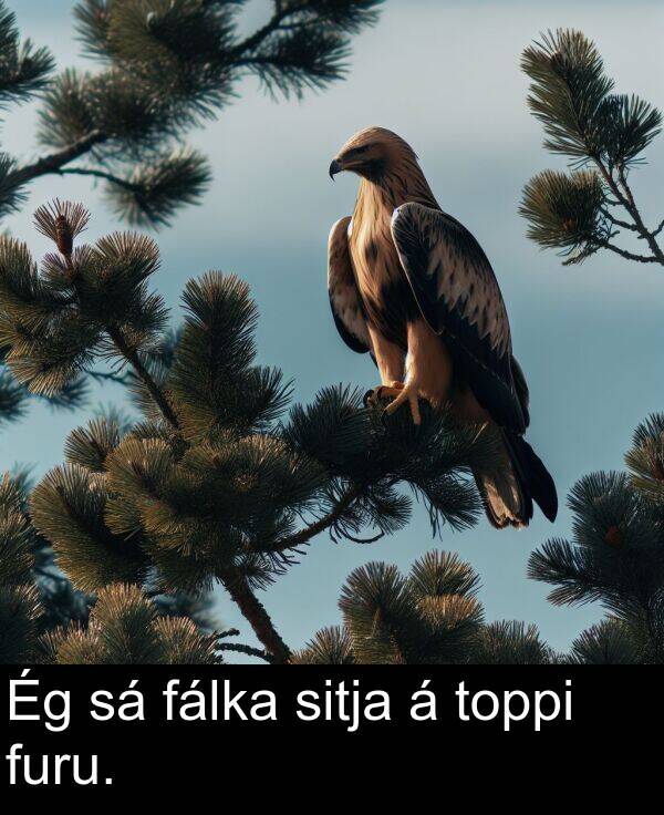 fálka: Ég sá fálka sitja á toppi furu.