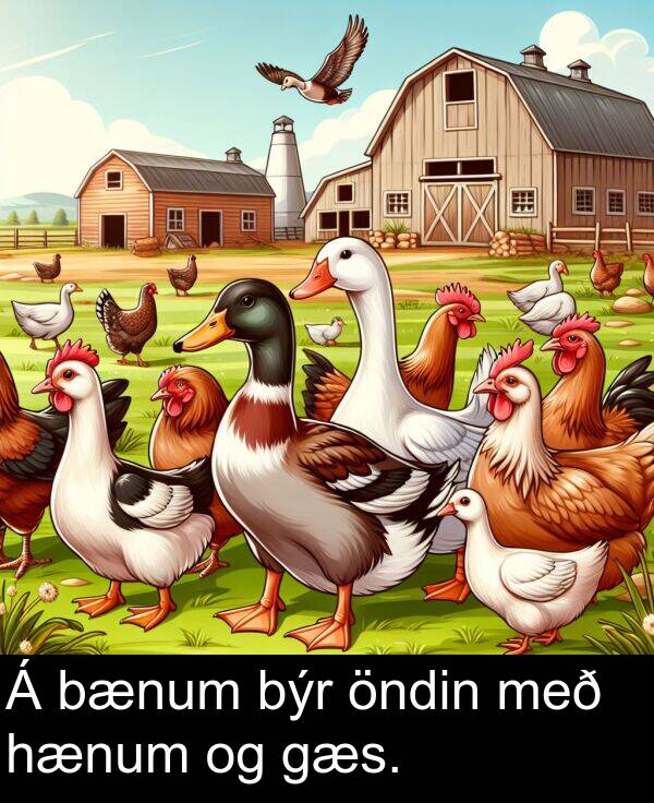 öndin: Á bænum býr öndin með hænum og gæs.