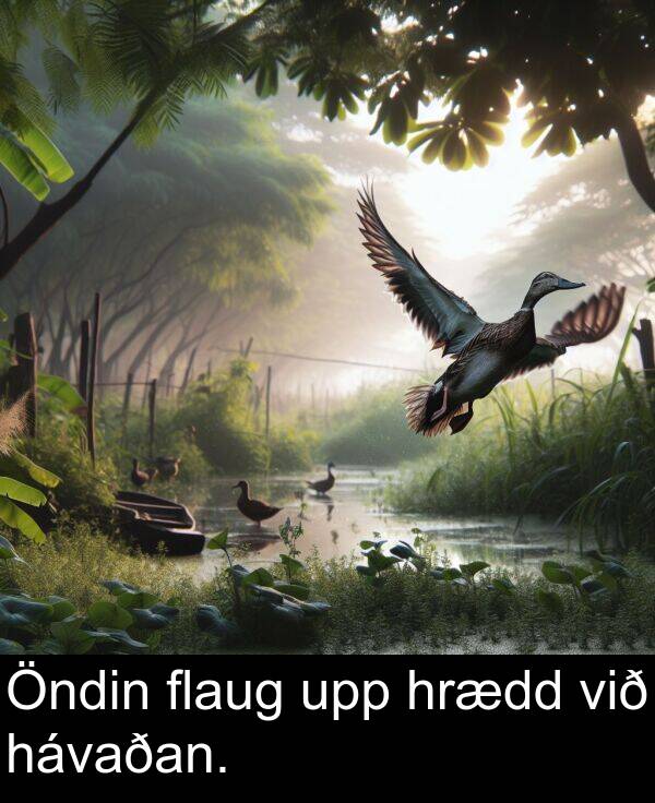 upp: Öndin flaug upp hrædd við hávaðan.