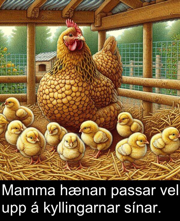 vel: Mamma hænan passar vel upp á kyllingarnar sínar.