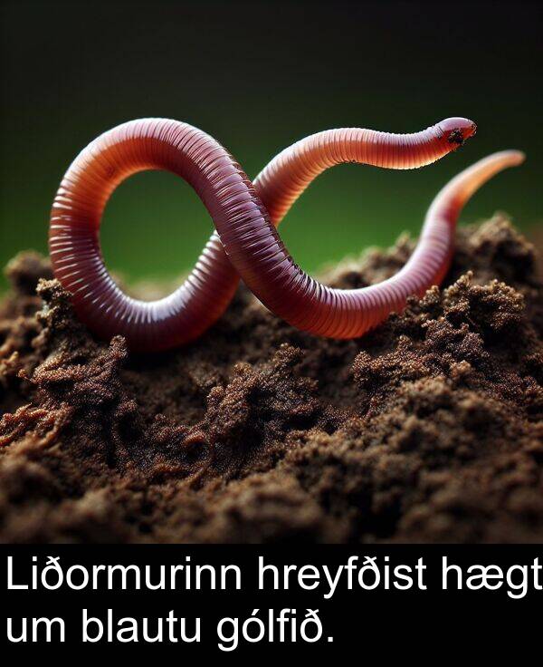 blautu: Liðormurinn hreyfðist hægt um blautu gólfið.