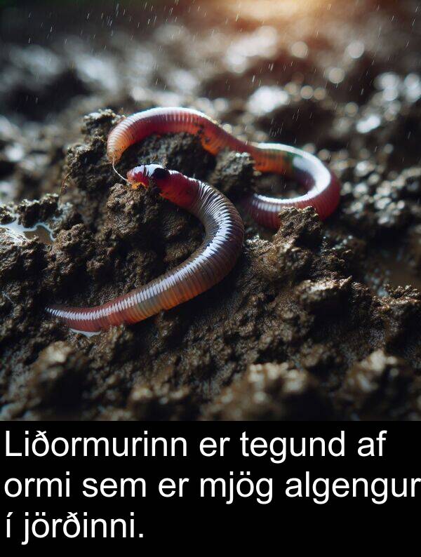 tegund: Liðormurinn er tegund af ormi sem er mjög algengur í jörðinni.