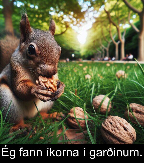 fann: Ég fann íkorna í garðinum.