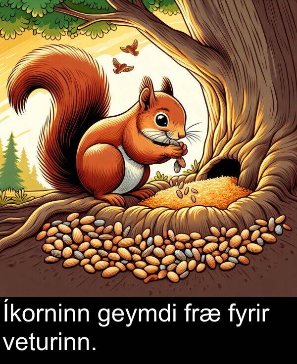 geymdi: Íkorninn geymdi fræ fyrir veturinn.