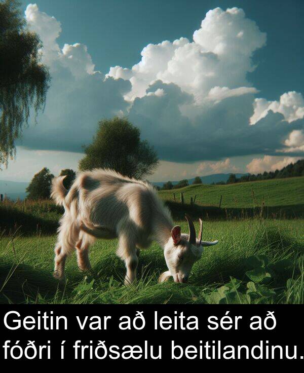 sér: Geitin var að leita sér að fóðri í friðsælu beitilandinu.