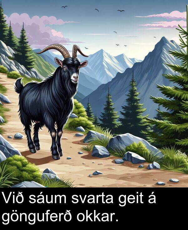okkar: Við sáum svarta geit á gönguferð okkar.