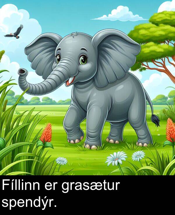 spendýr: Fíllinn er grasætur spendýr.