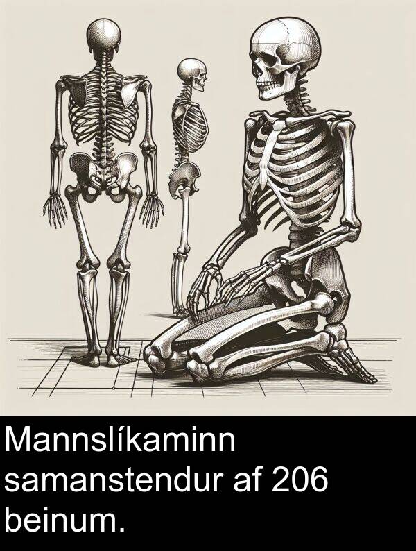 beinum: Mannslíkaminn samanstendur af 206 beinum.