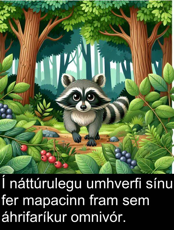 fer: Í náttúrulegu umhverfi sínu fer mapacinn fram sem áhrifaríkur omnivór.