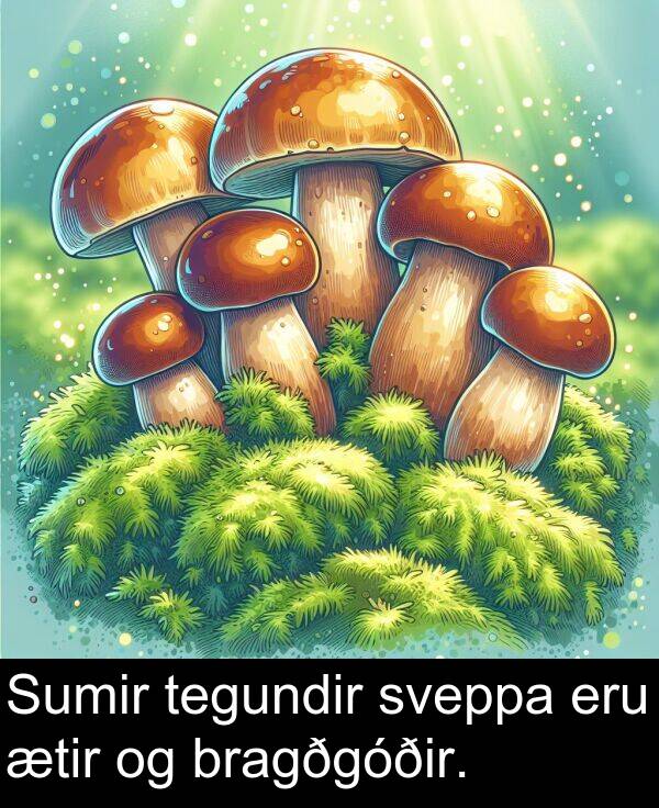 tegundir: Sumir tegundir sveppa eru ætir og bragðgóðir.