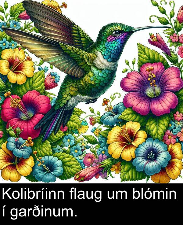 garðinum: Kolibríinn flaug um blómin í garðinum.