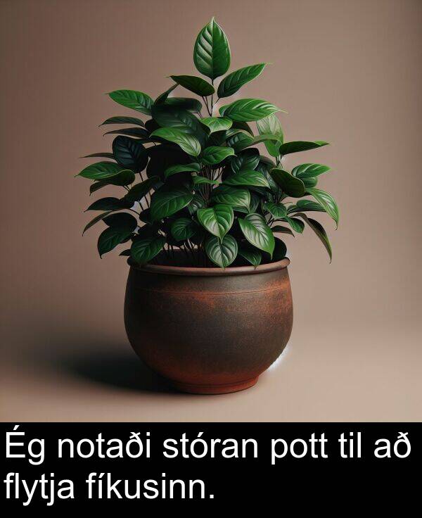 til: Ég notaði stóran pott til að flytja fíkusinn.