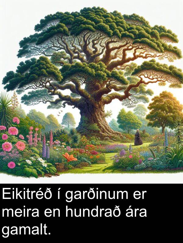 garðinum: Eikitréð í garðinum er meira en hundrað ára gamalt.