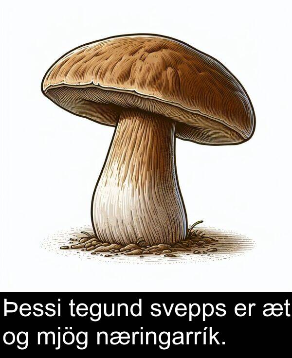 tegund: Þessi tegund svepps er æt og mjög næringarrík.