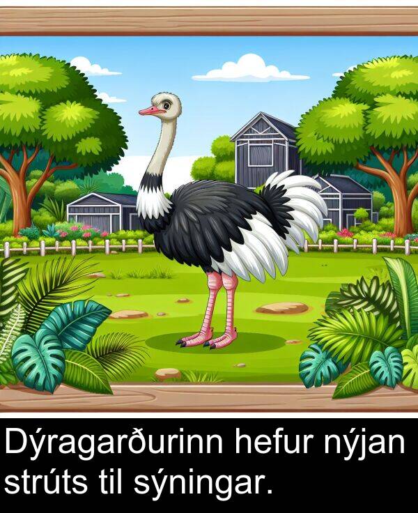 nýjan: Dýragarðurinn hefur nýjan strúts til sýningar.