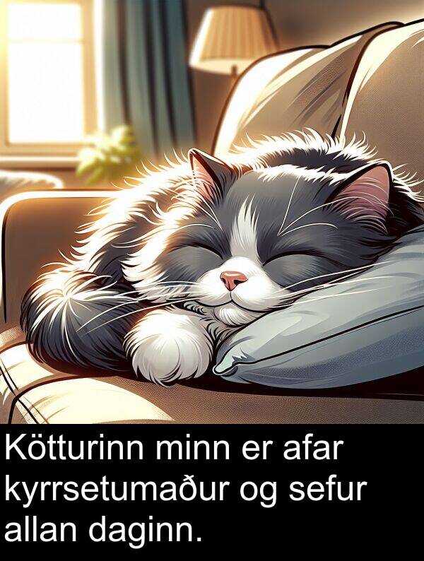 sefur: Kötturinn minn er afar kyrrsetumaður og sefur allan daginn.