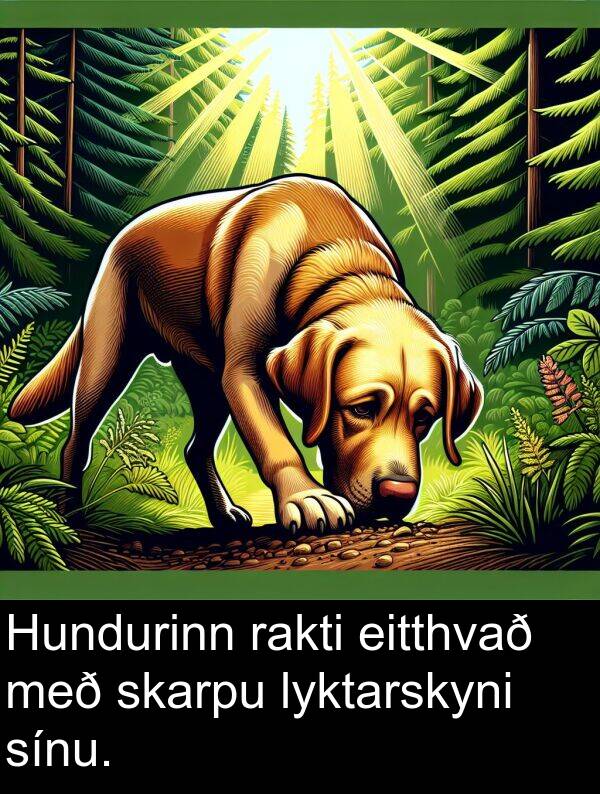rakti: Hundurinn rakti eitthvað með skarpu lyktarskyni sínu.