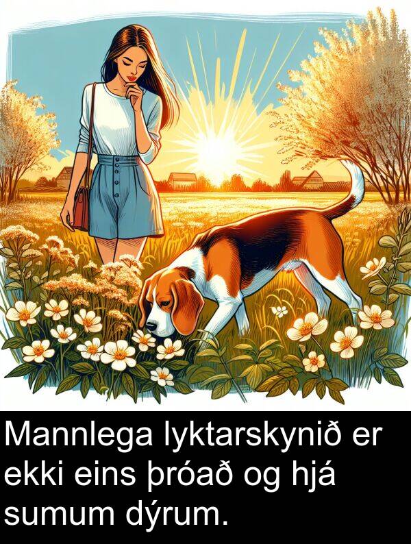 eins: Mannlega lyktarskynið er ekki eins þróað og hjá sumum dýrum.