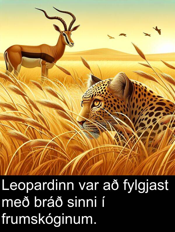 frumskóginum: Leopardinn var að fylgjast með bráð sinni í frumskóginum.