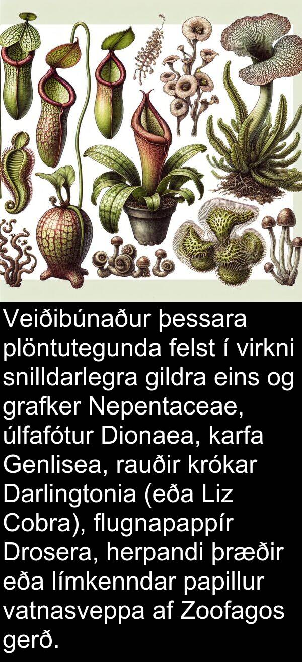 þessara: Veiðibúnaður þessara plöntutegunda felst í virkni snilldarlegra gildra eins og grafker Nepentaceae, úlfafótur Dionaea, karfa Genlisea, rauðir krókar Darlingtonia (eða Liz Cobra), flugnapappír Drosera, herpandi þræðir eða límkenndar papillur vatnasveppa af Zoofagos gerð.