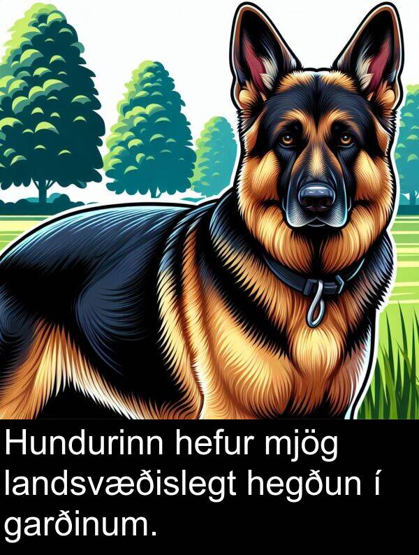 landsvæðislegt: Hundurinn hefur mjög landsvæðislegt hegðun í garðinum.