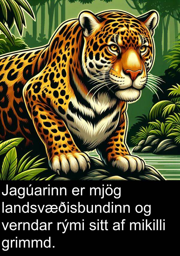 verndar: Jagúarinn er mjög landsvæðisbundinn og verndar rými sitt af mikilli grimmd.