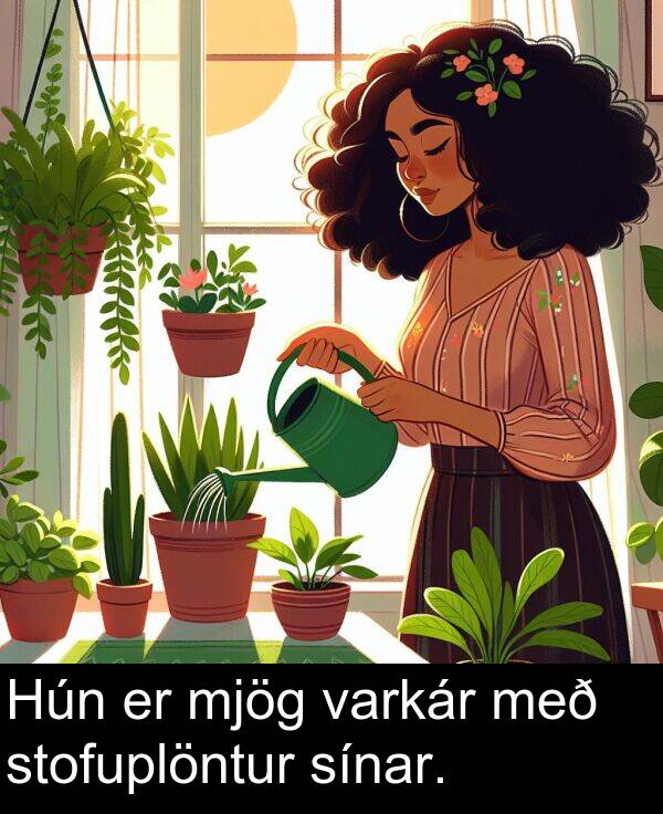 varkár: Hún er mjög varkár með stofuplöntur sínar.