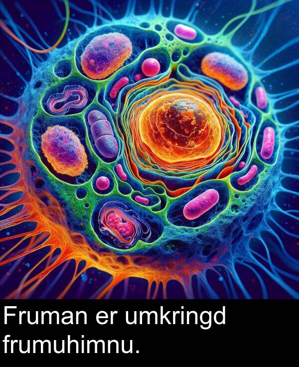 umkringd: Fruman er umkringd frumuhimnu.