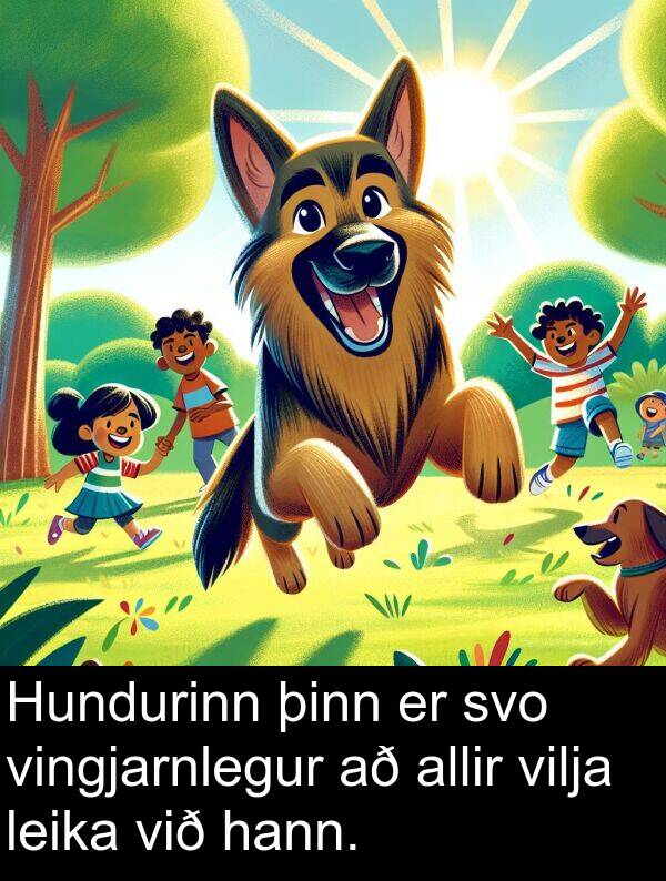 þinn: Hundurinn þinn er svo vingjarnlegur að allir vilja leika við hann.