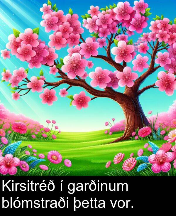 þetta: Kirsitréð í garðinum blómstraði þetta vor.