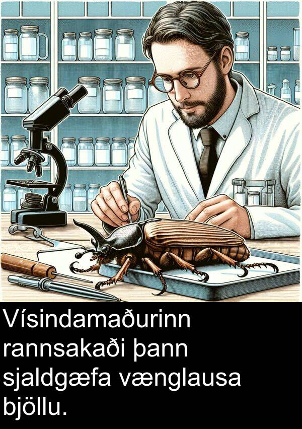 þann: Vísindamaðurinn rannsakaði þann sjaldgæfa vænglausa bjöllu.