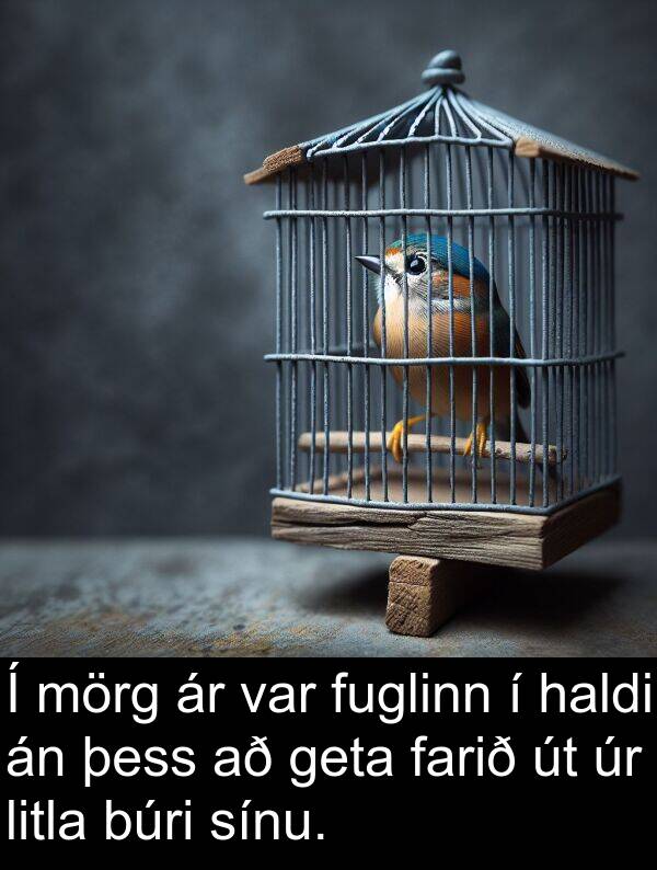 þess: Í mörg ár var fuglinn í haldi án þess að geta farið út úr litla búri sínu.