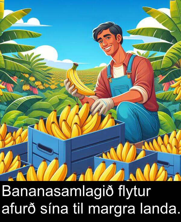 afurð: Bananasamlagið flytur afurð sína til margra landa.