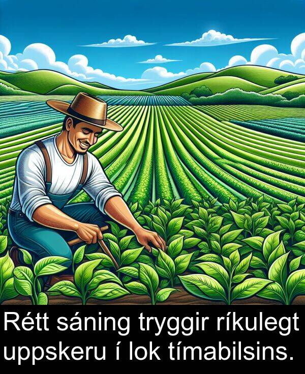 ríkulegt: Rétt sáning tryggir ríkulegt uppskeru í lok tímabilsins.