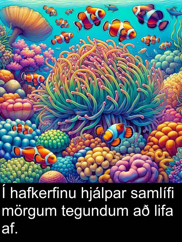 af: Í hafkerfinu hjálpar samlífi mörgum tegundum að lifa af.