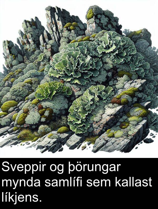 þörungar: Sveppir og þörungar mynda samlífi sem kallast líkjens.