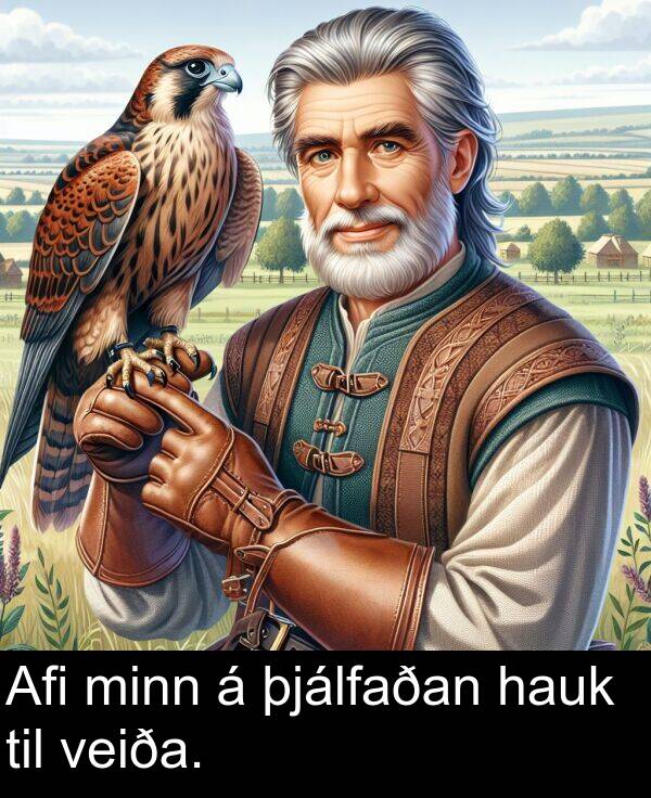 þjálfaðan: Afi minn á þjálfaðan hauk til veiða.