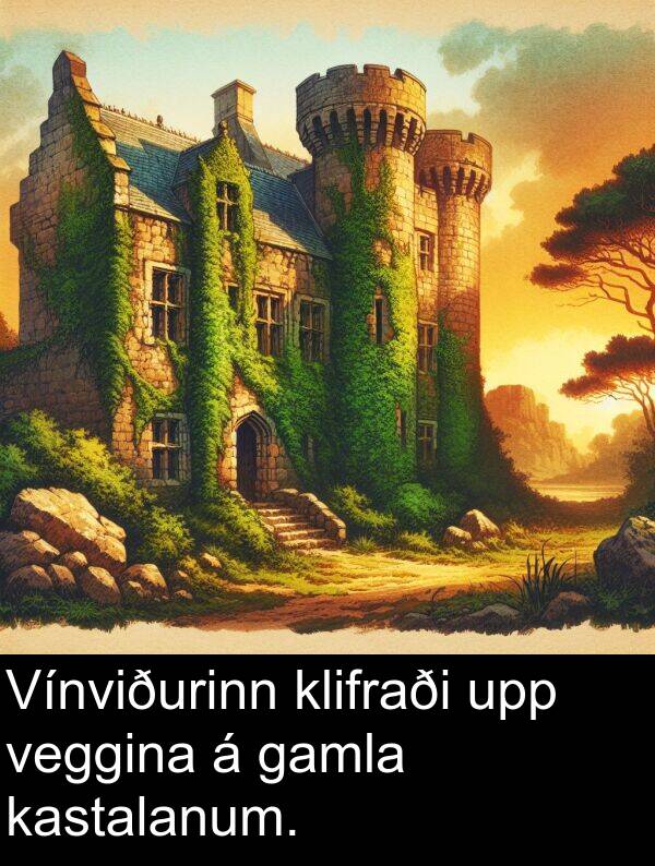 veggina: Vínviðurinn klifraði upp veggina á gamla kastalanum.