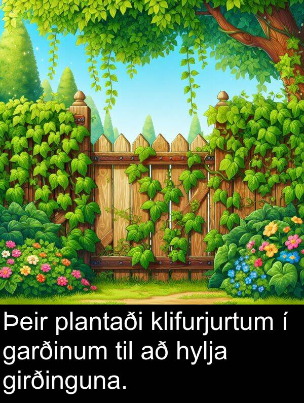 garðinum: Þeir plantaði klifurjurtum í garðinum til að hylja girðinguna.