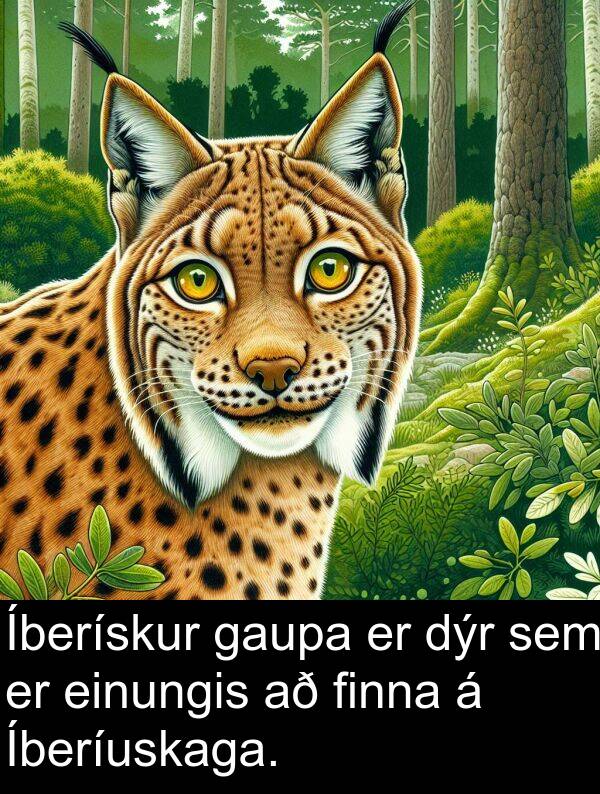 finna: Íberískur gaupa er dýr sem er einungis að finna á Íberíuskaga.