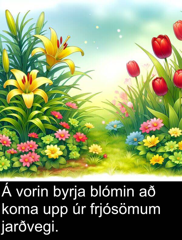jarðvegi: Á vorin byrja blómin að koma upp úr frjósömum jarðvegi.
