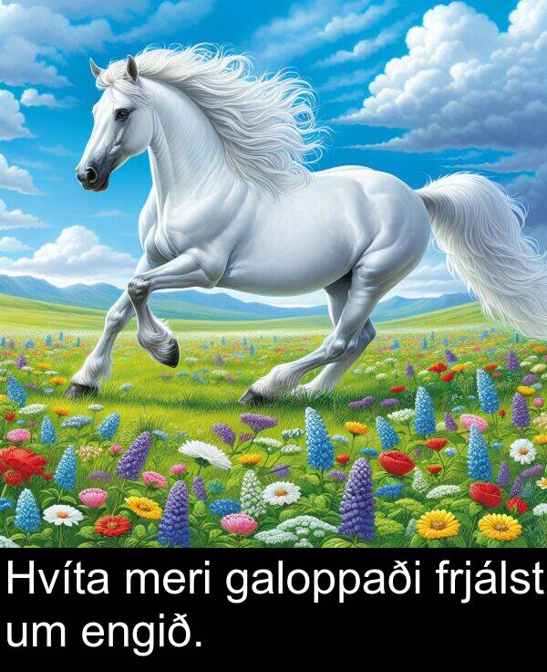 meri: Hvíta meri galoppaði frjálst um engið.