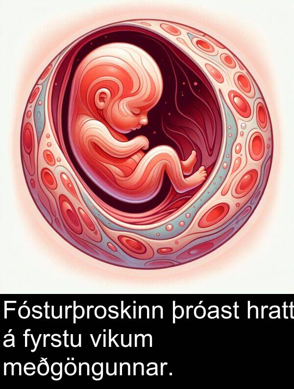 þróast: Fósturþroskinn þróast hratt á fyrstu vikum meðgöngunnar.