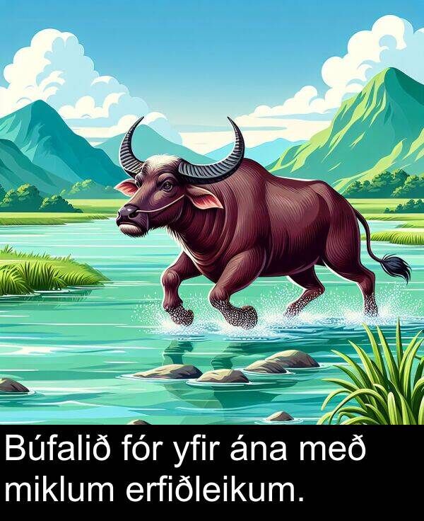 yfir: Búfalið fór yfir ána með miklum erfiðleikum.