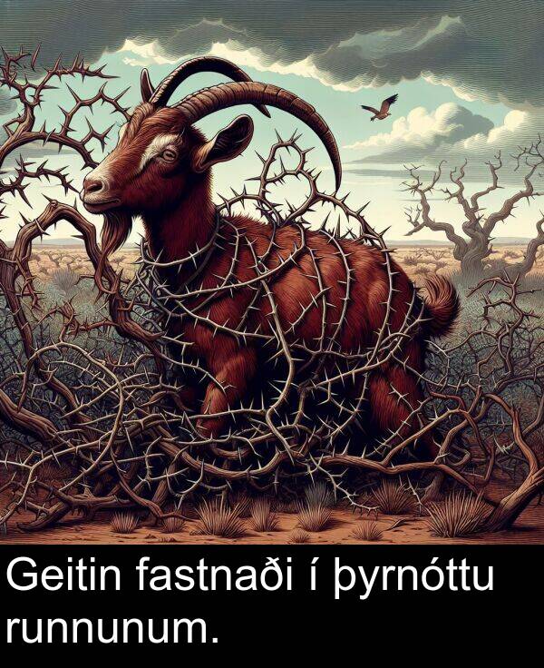 runnunum: Geitin fastnaði í þyrnóttu runnunum.